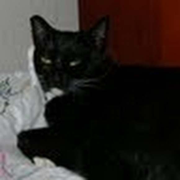 Meet your Posher, Gwen - Picture 1 of 1